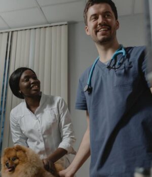 Pourquoi proposer des packs de soins pour animaux à vos clients